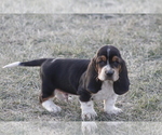 Small #7 Basset Hound