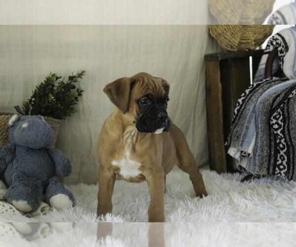 Medium Photo #2 Boxer Puppy For Sale in SHIPSHEWANA, IN, USA