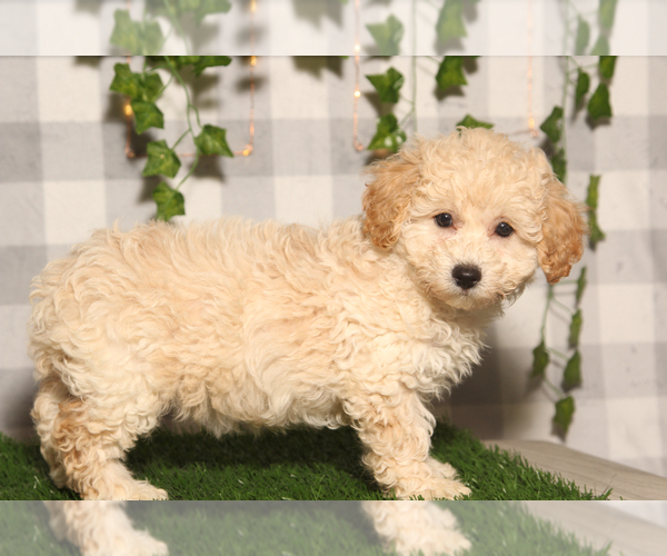 Medium Photo #4 Bichpoo Puppy For Sale in MARIETTA, GA, USA