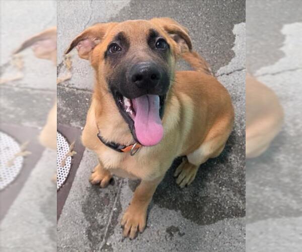 Medium Photo #2 Anatolian Shepherd-German Shepherd Dog Mix Puppy For Sale in Woodland, CA, USA