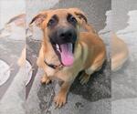 Small #1 Anatolian Shepherd-German Shepherd Dog Mix