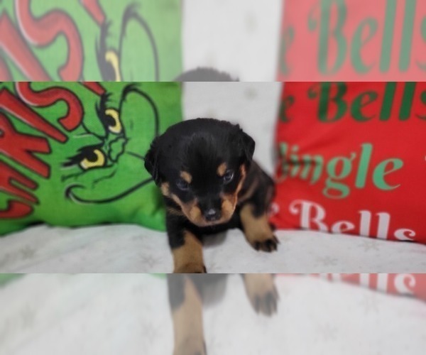 Medium Photo #4 Rottweiler Puppy For Sale in GENEVA, NY, USA