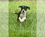 Small #1 Mutt