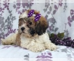 Small Photo #17 Zuchon Puppy For Sale in LAKELAND, FL, USA