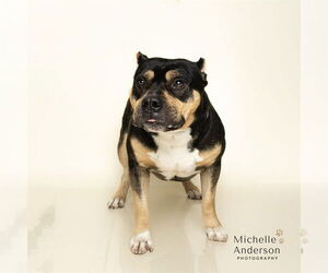 Staffordshire Bull Terrier-Unknown Mix Dogs for adoption in Corona, CA, USA