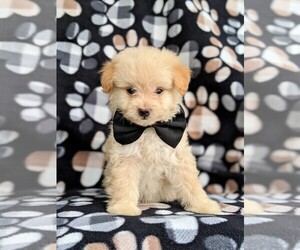 Pom-A-Poo Puppy for sale in OXFORD, PA, USA