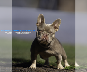 Father of the French Bulldog puppies born on 02/02/2024