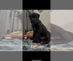 Small #16 Cane Corso