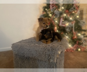 Yoranian Puppy for sale in GOLDSBORO, NC, USA