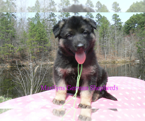 Medium Photo #2 German Shepherd Dog Puppy For Sale in PIEDMONT, MO, USA