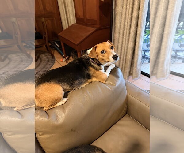 Medium Photo #7 Beagle Puppy For Sale in Tampa, FL, USA