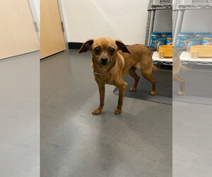 Jimothy - Male Chihuahua-Unknown Mix Dog for Adoption - Photo #12