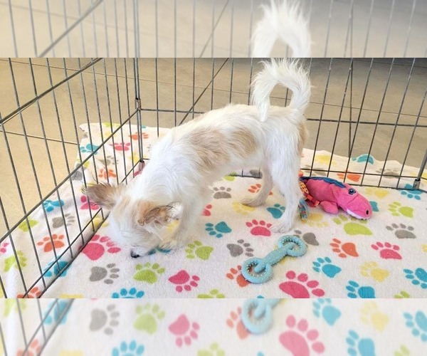 Medium Photo #7 Papitese Puppy For Sale in ORO VALLEY, AZ, USA