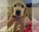 Small Photo #3 Golden Retriever Puppy For Sale in ORRVILLE, OH, USA