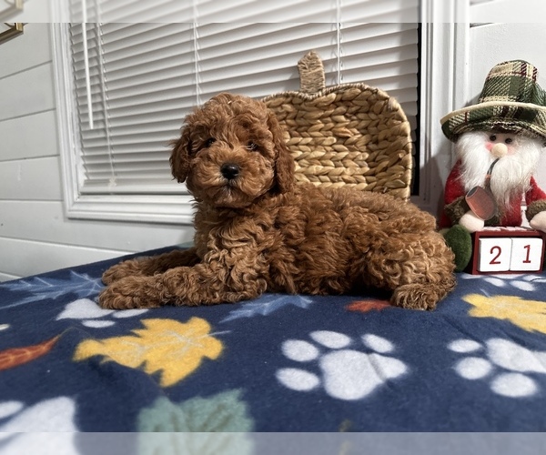 Medium Photo #1 Poodle (Toy) Puppy For Sale in WESTMINSTER, CA, USA