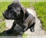 Small Photo #16 Mastiff Puppy For Sale in FULTON, NY, USA