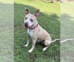Small #2 American Pit Bull Terrier Mix