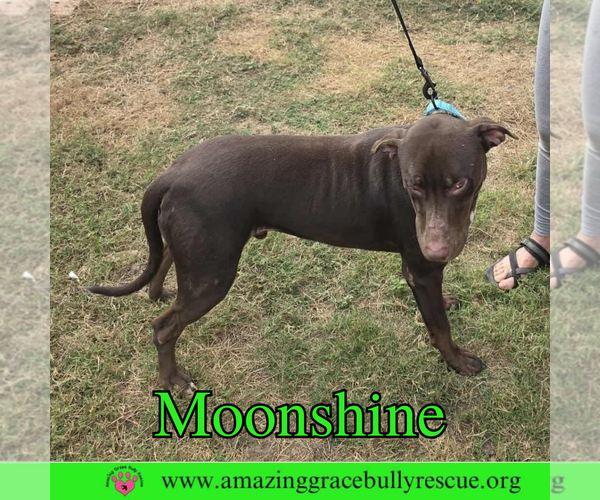 Medium Photo #5 Doberman Pinscher-Unknown Mix Puppy For Sale in Pensacola, FL, USA