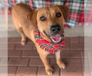 Labrador Retriever-Unknown Mix Dogs for adoption in Conroe, TX, USA