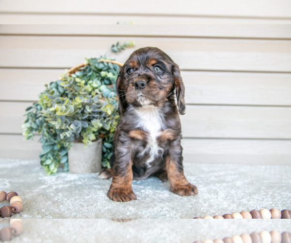 Medium Photo #9 Cocker Spaniel Puppy For Sale in SEAMAN, OH, USA