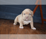 Small Photo #11 American Bully Puppy For Sale in WINCHESTER, VA, USA