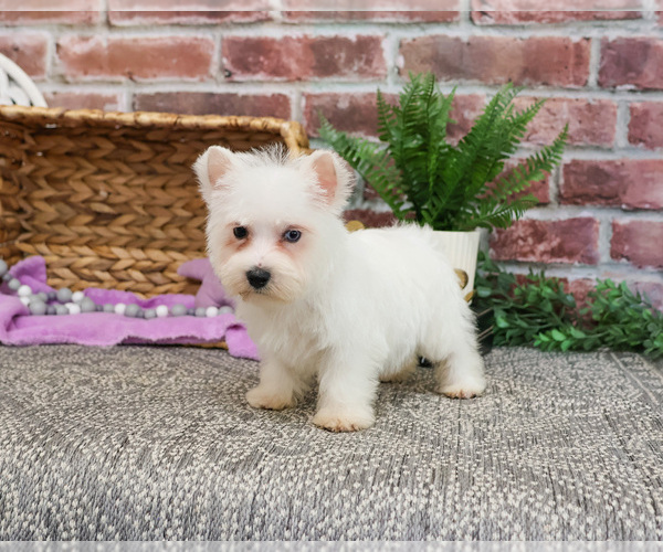 Medium Photo #3 Poodle (Toy)-West Highland White Terrier Mix Puppy For Sale in SYRACUSE, IN, USA