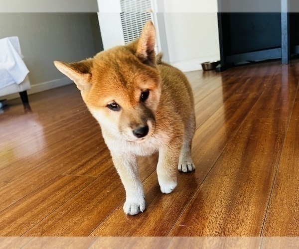 Medium Photo #39 Shiba Inu Puppy For Sale in FREMONT, CA, USA