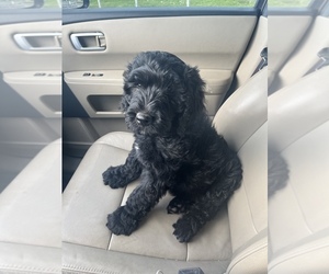 Goldendoodle Puppy for sale in KYLE, TX, USA