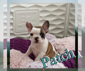 French Bulldog Puppy for sale in BYRON, GA, USA