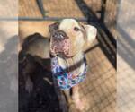 Small #8 American Pit Bull Terrier Mix