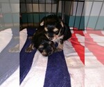 Small Photo #7 Yorkshire Terrier Puppy For Sale in DARLINGTON, MD, USA