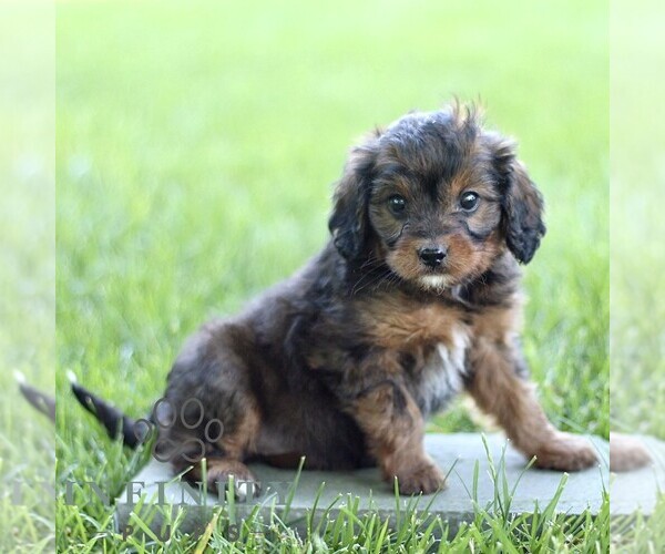 Medium Photo #3 Cavapoo (Miniature) Puppy For Sale in LEOLA, PA, USA