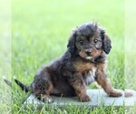 Small #2 Cavapoo (Miniature)