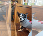 Small Photo #1 Chihuahua Puppy For Sale in AMHERST JUNCTION, WI, USA