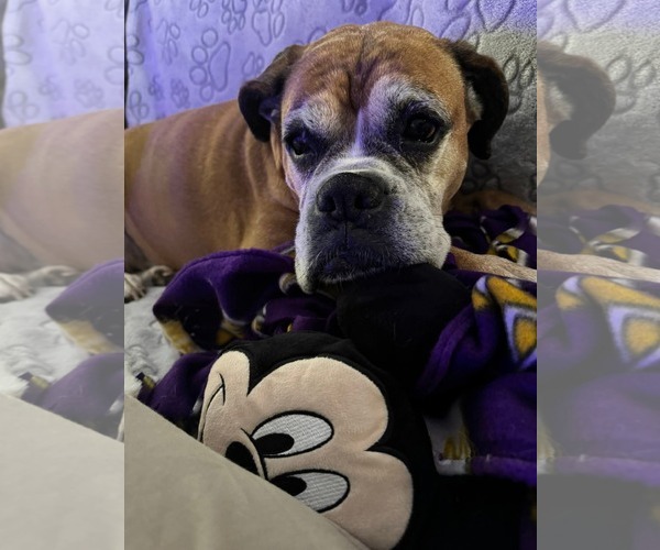 Medium Photo #4 Boxer Puppy For Sale in Woodbury, MN, USA