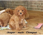 Small #2 Cavapoo