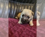 Small Photo #4 Cairn Terrier Puppy For Sale in DAYTONA BEACH, FL, USA