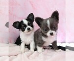 Image preview for Ad Listing. Nickname: Puppy