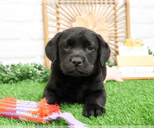 Labrador Retriever Puppy for sale in SYRACUSE, IN, USA