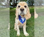 Small #2 Cocker Spaniel