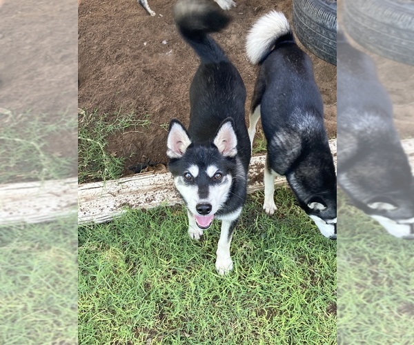 Medium Photo #11 Alaskan Klee Kai Puppy For Sale in GLENDALE, AZ, USA