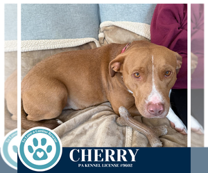 Mutt Dogs for adoption in Kimberton, PA, USA