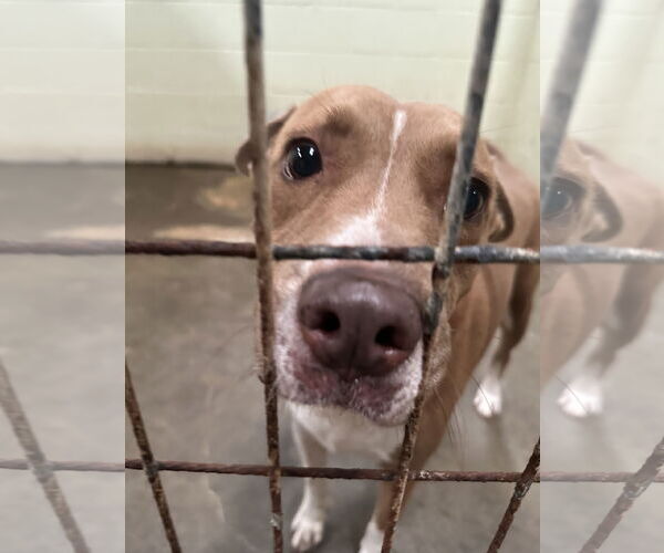 Medium Photo #1 American Staffordshire Terrier-Unknown Mix Puppy For Sale in Jackson, MS, USA