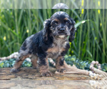 Small Photo #9 Cocker Spaniel Puppy For Sale in BALTIC, OH, USA