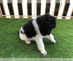 Small Photo #3 Poodle (Standard) Puppy For Sale in BELLA VISTA, AR, USA