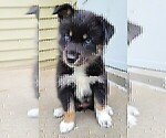Puppy 1 Pomsky