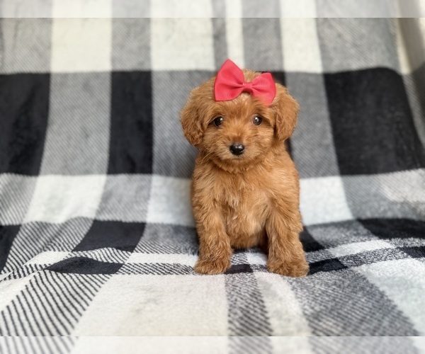 Medium Photo #2 Cockapoo (Miniature) Puppy For Sale in LAKELAND, FL, USA