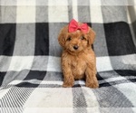 Small #1 Cockapoo (Miniature)