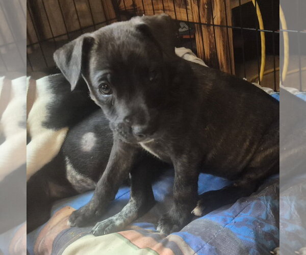 Medium Photo #2 Labrador Retriever-Unknown Mix Puppy For Sale in The Woodlands, TX, USA