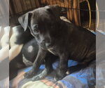 Small #1 Labrador Retriever Mix